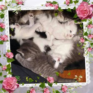 Meet your Posher, Carolyn